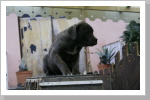 Diese Plattform ist ein wenig an einige Übungen aus dem Agility-Hundesport angelehnt. Diese Plattform ist ein wenig an einige Übungen aus dem Agility-Hundesport angelehnt.